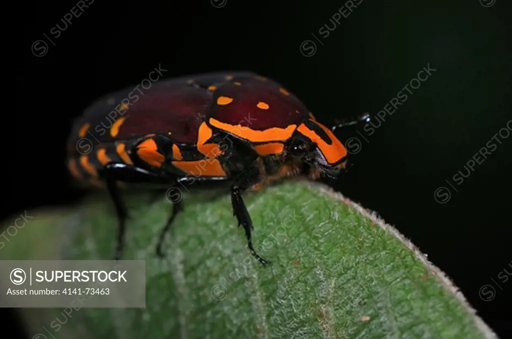 Scarab beetle Euchroea histrionica, Ranomafana National Park, Madagascar