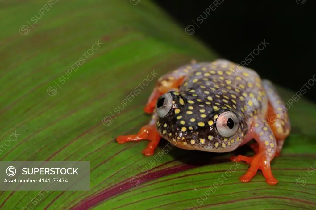 Yellow-spotted Tree Frog Heterixalus alboguttatus, Ranomafana village, Madagascar