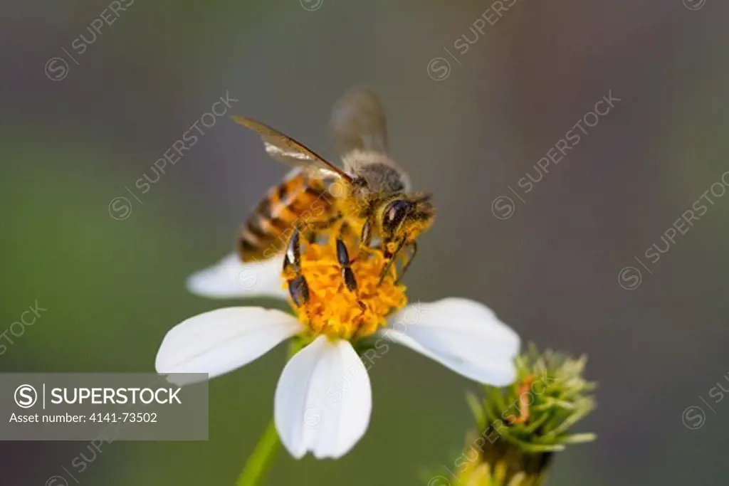 HONEYBEE (Apis mellifera) collecting pollen on Beggers Tick (Bidens alba), Fort Myers, Florida, USA.