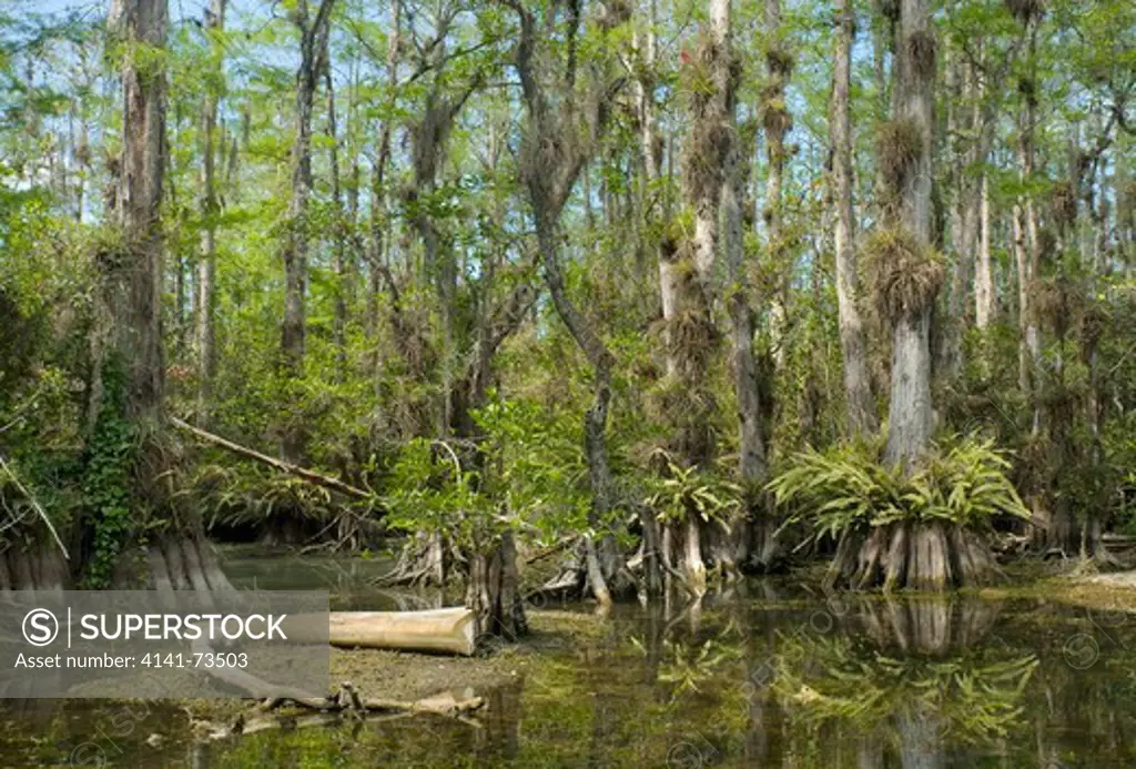 BALD CYPRESS FOREST (Taxodium distichum) Big Cypress National Preserve, Florida, USA. *** Local Caption ***