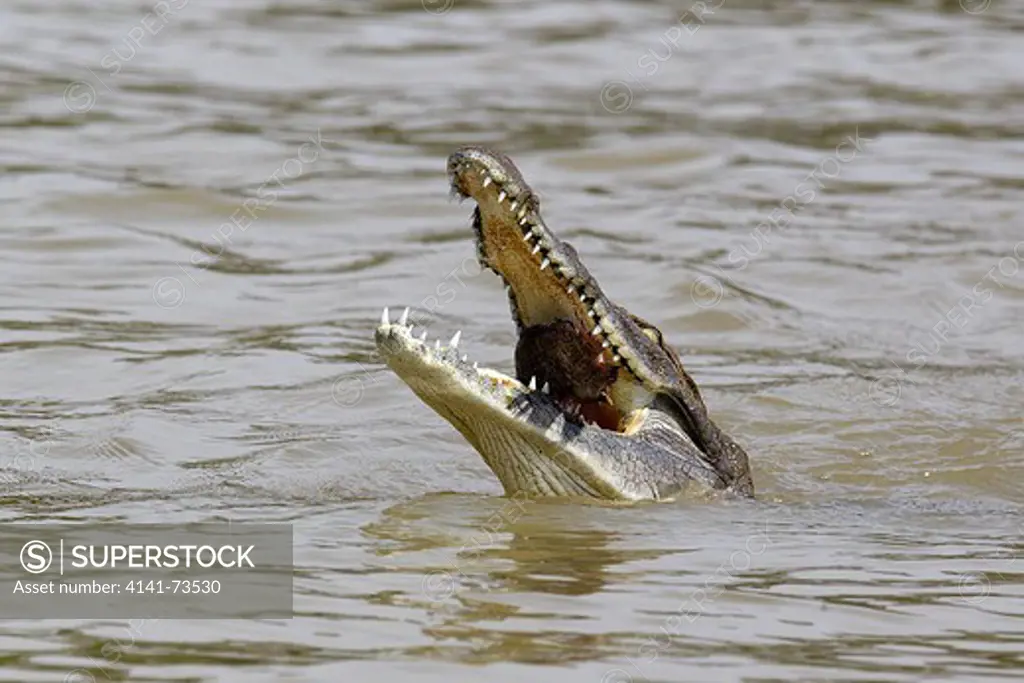 Nile crocodile (Crocodylus niloticus) catching a fish, Lake Baringo, Kenya