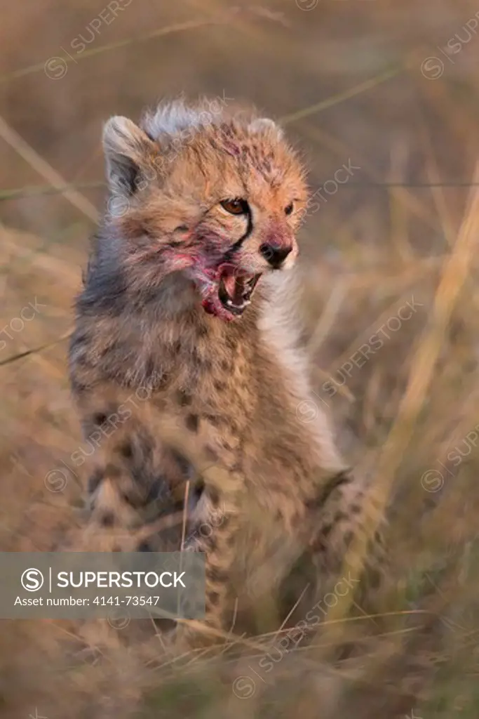 Young cheetah (Acinonyx jubatus) after taste of blood, Masai Mara National Reserve, Kenya