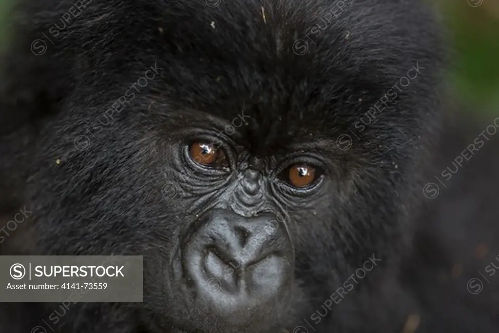 Young Mountain gorilla (Gorilla beringei beringei) portrait, Virunga National Park, Rwanda