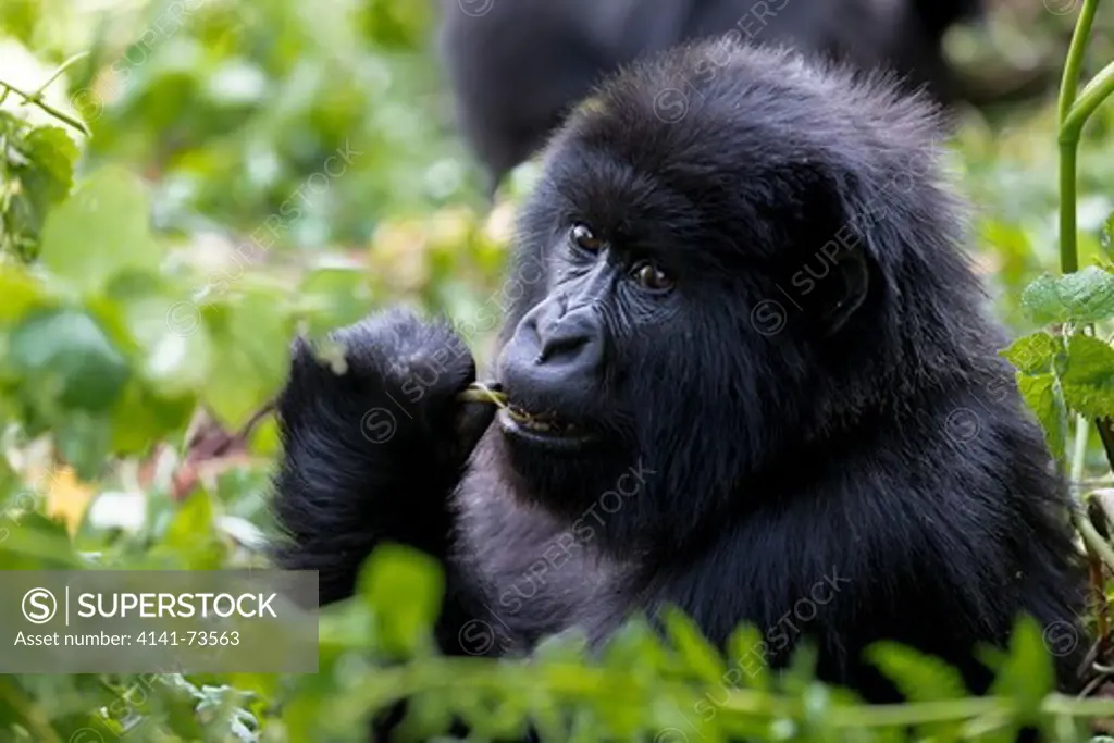 Young Mountain gorilla (Gorilla beringei beringei), Virunga National Park, Rwanda