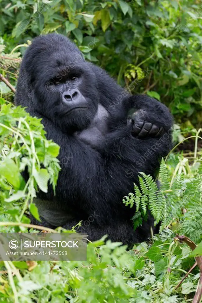 Mountain gorilla (Gorilla beringei beringei) silverback portrait, Virunga National Park, Rwanda