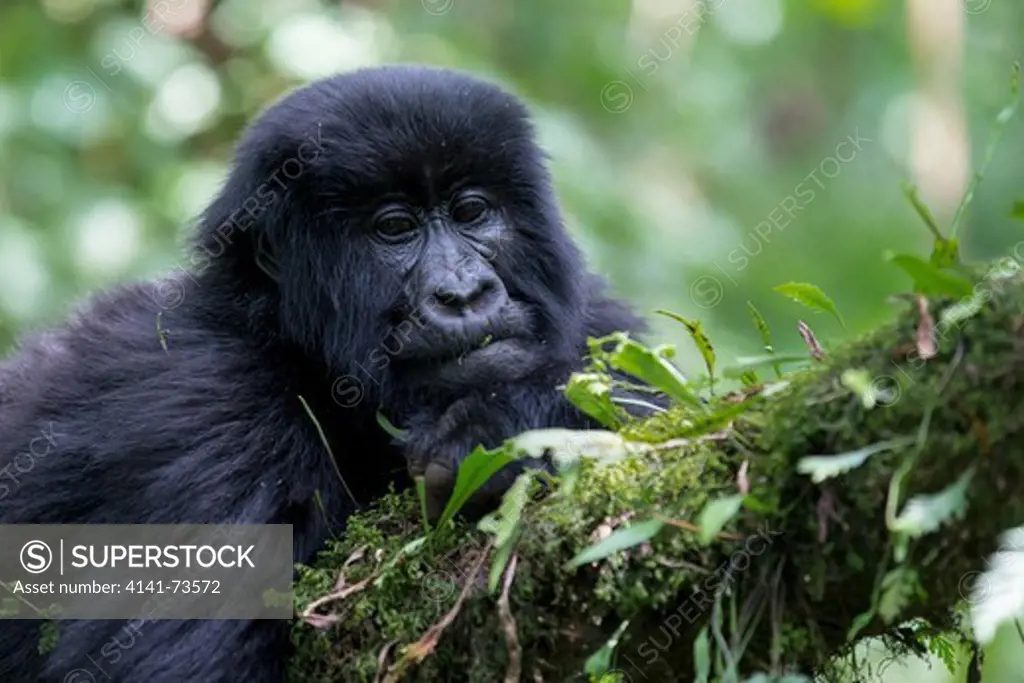 Young Moutain gorilla (Gorilla beringei beringei) resting on a branch, Virunga National Park, Rwanda