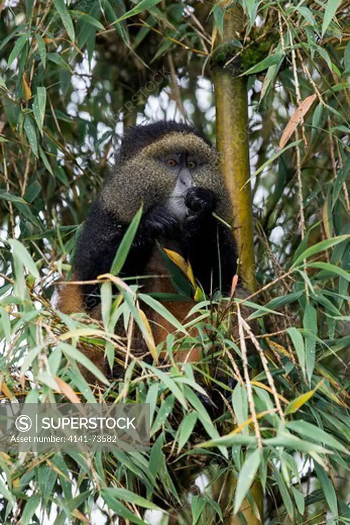 Golden monkey (Cercopithecus kandti) feeding in tree, Virunga National Park, Rwanda