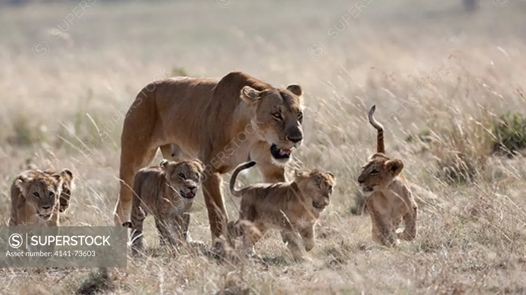 Lion (Panthera leo) walking in the mid day heat with cubs, Masai Mara National Reserve, Kenya