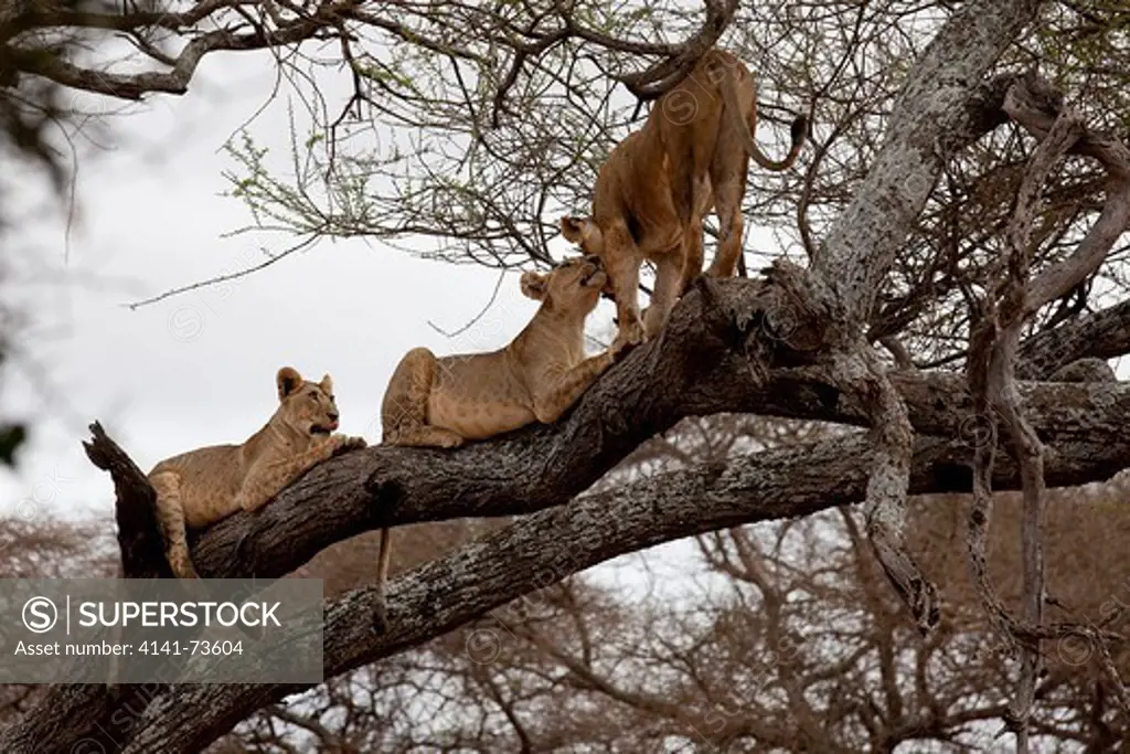 Lions (Panthera leo) greeting on a branch, Tarangire National Park, Tanzania