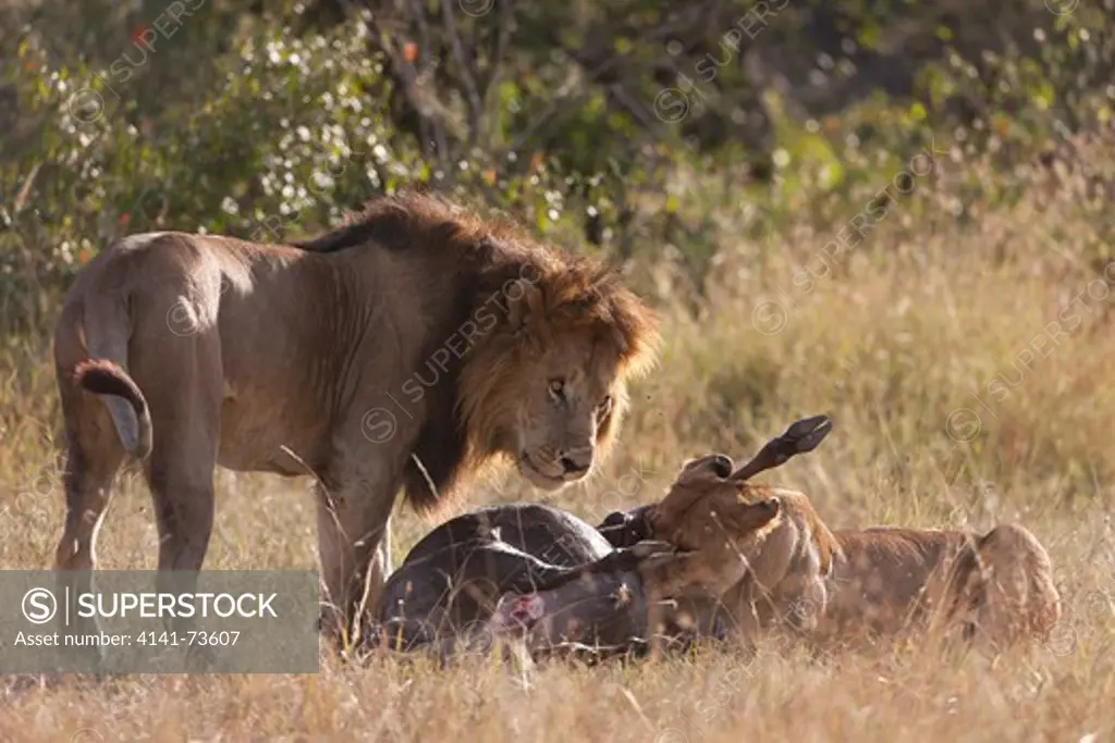 Lions (Panthera leo) around a fresh kill, Masai Mara National Reserve, Kenya