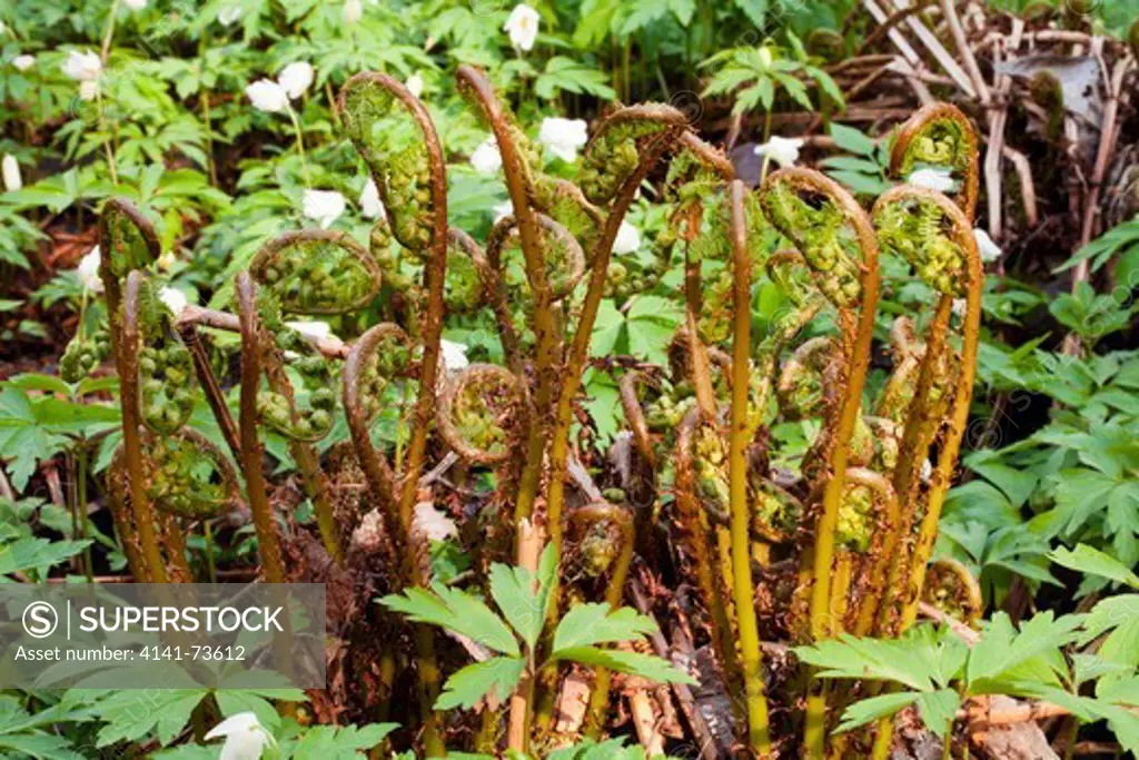 Narrow buckler fern (Dryopteris carthusiana), Karakallio, Espoo, Finland