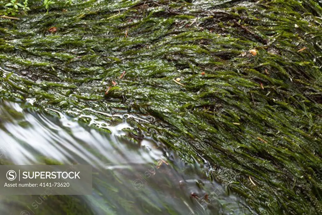 Fountain moss (Fontinalis antipyretica), Nuuksio national park, Espoo, Finland