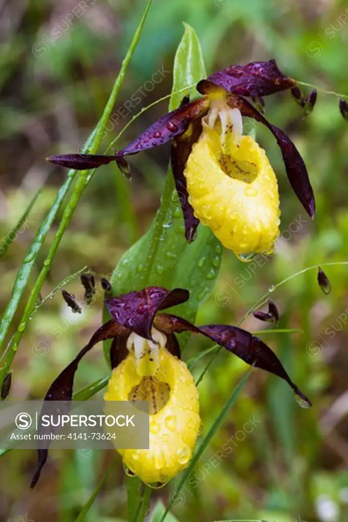Two wet Lady's slipper orchid flowers (Cypripedium calceolusI, Oulanka national park, Kuusamo, Finland