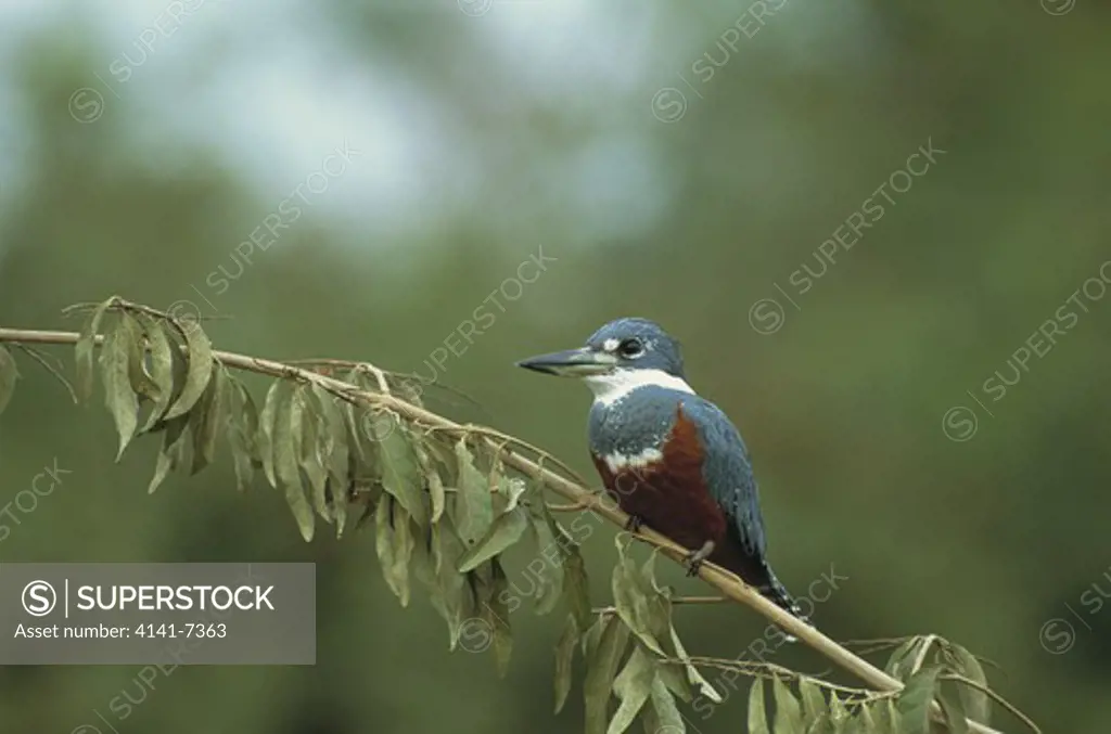 ringed kingfisher ceryle torquata female pantanal mato grosso brazil.
