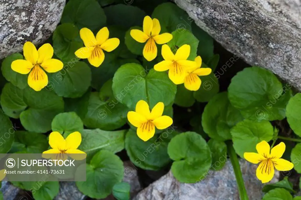 Twoflower violet (Viola biflora), Kilpisjarvi, Enontekio, Finland