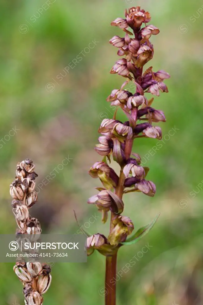 Frog orchid with seed pods (Coeloglossum viride), Kilpisjarvi, Enontekio, Finland