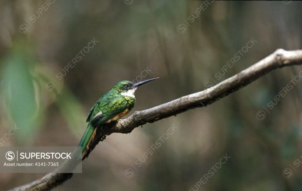 rufous-tailed jacamar galbula ruficauda pantanal mato grosso brazil 