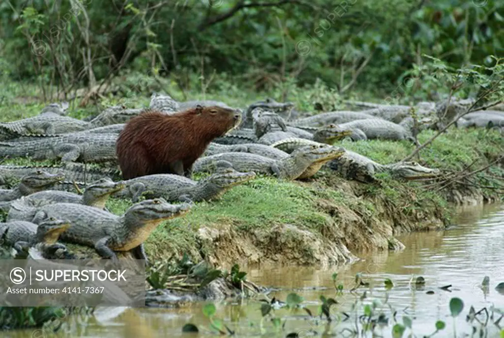 capybara & spectacled caiman hydrochoerus hydrochaeris & caiman crocodilus pantanal mato grosso southern brazil
