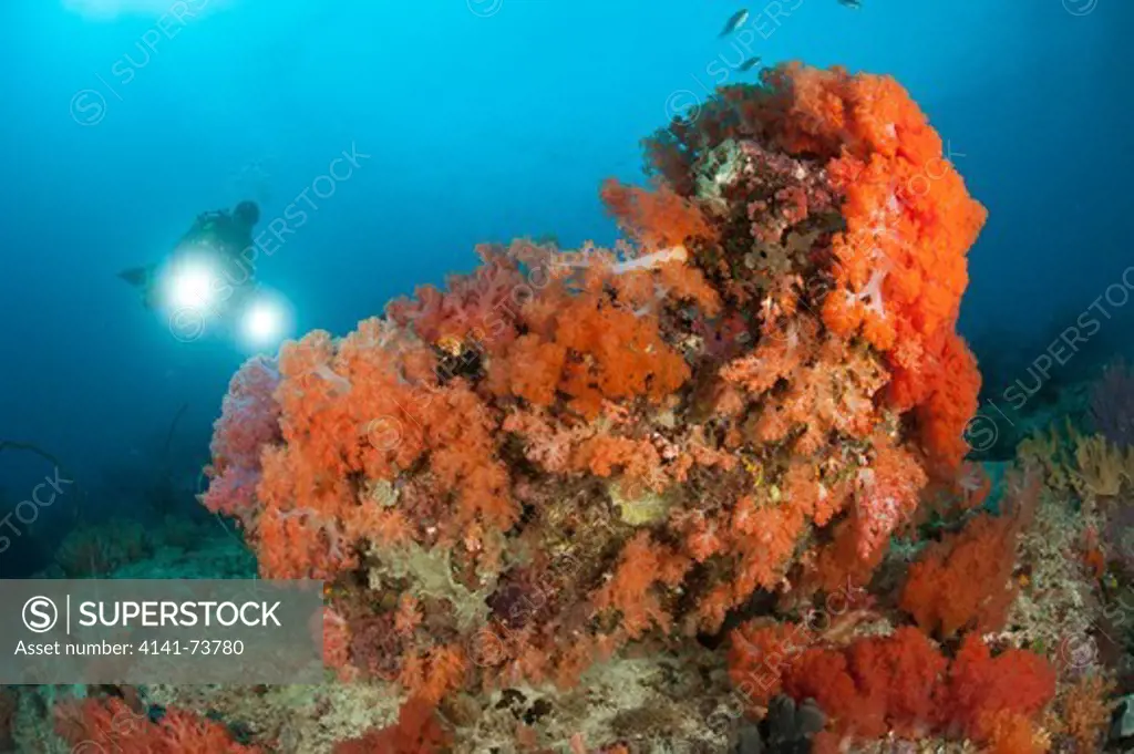 Colourful reefs in Raja Ampat covered in orange Dendronephthya soft corals, West Papua, Indonesia