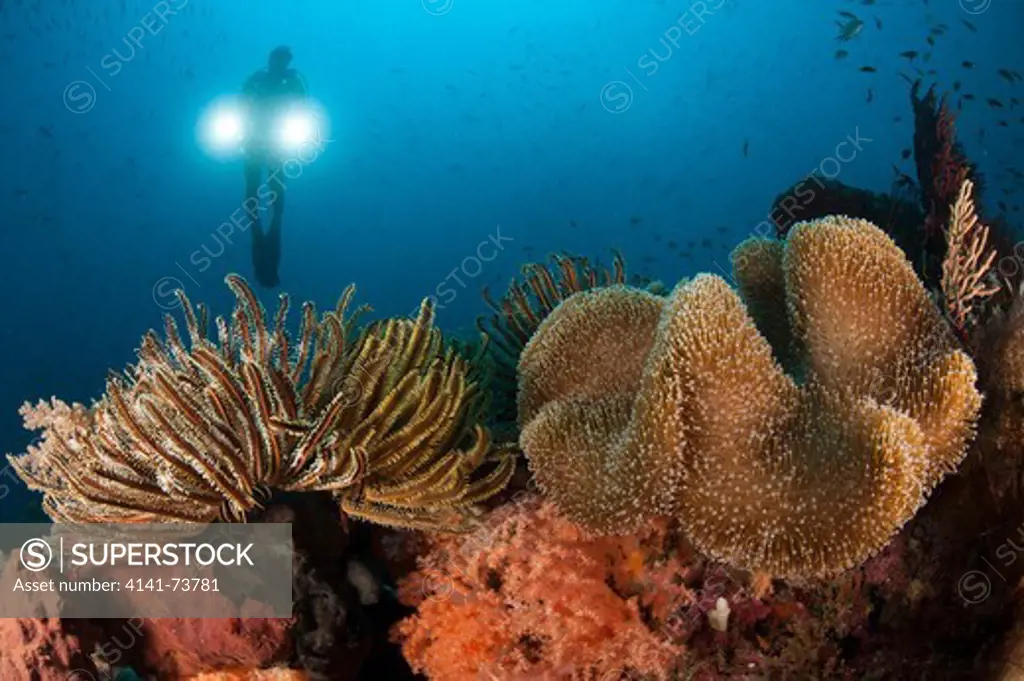 Diver illuminates mushroom leather coral: Sarcophyton sp. and Crinoid (Crinoid sp.) with twin lamps, Raja Ampat, Indonesia