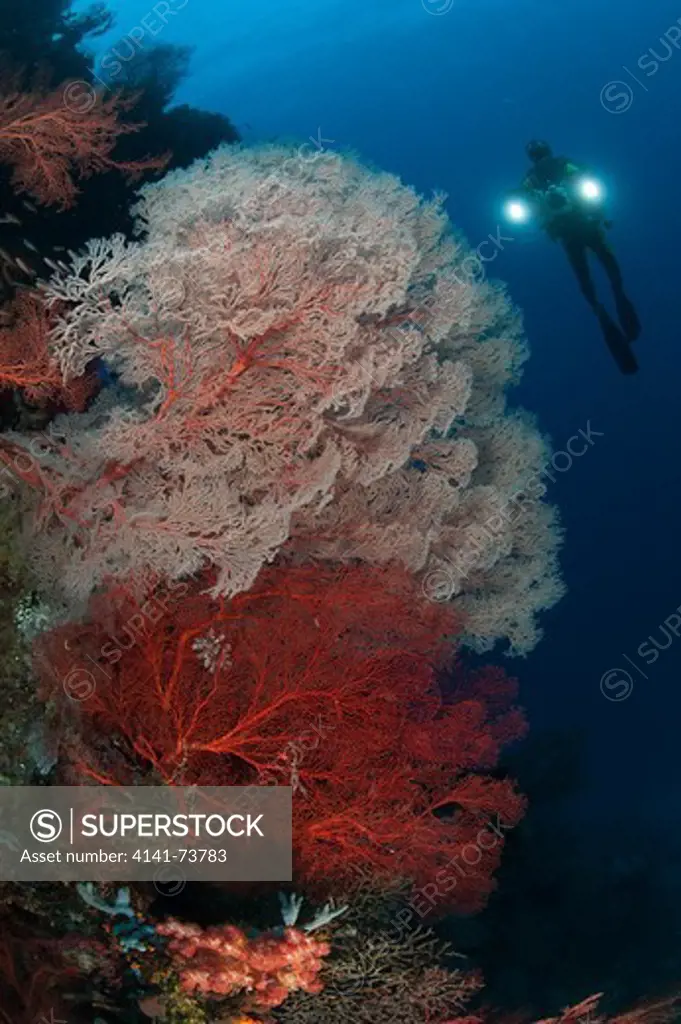 Sea fans illuminated by diver with twin lights, Raja Ampat, Indonesia