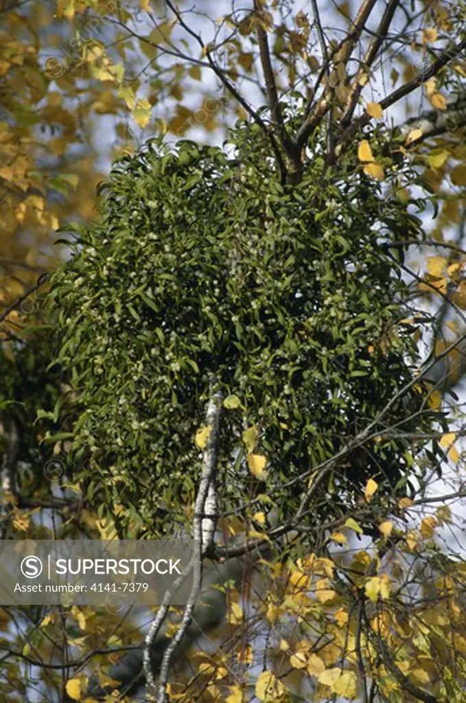 mistletoe viscum album on birch