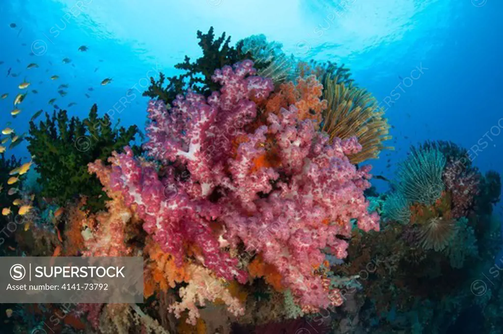 Colourful soft corals (Dendronephthya sp.) adorn the stunning reefs of southern Raja Ampat, West Papua, Indonesia