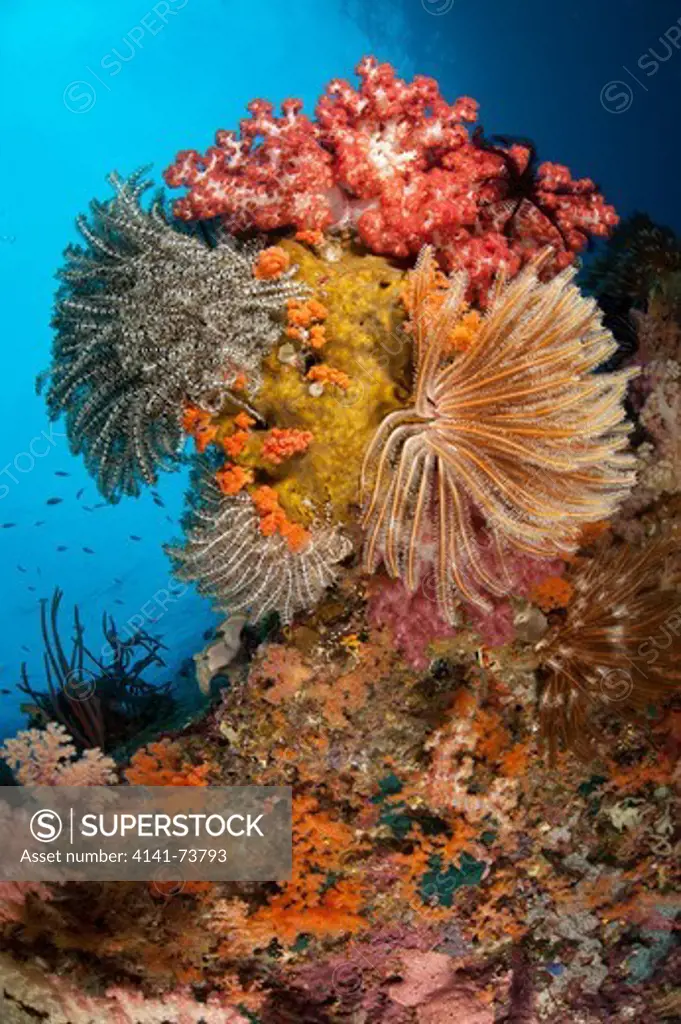 Colourful crinoids and soft corals adorn a reef in Raja Ampat, West Papua, Indonesia