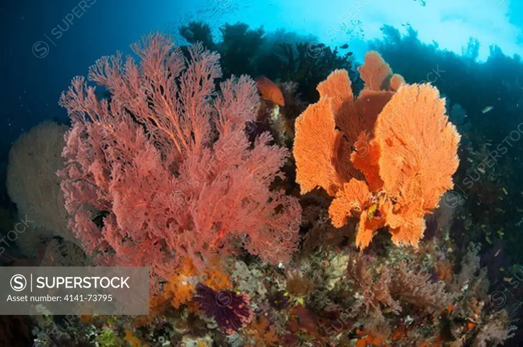 Reef scape in Raja Ampat, covered in Gorgonians, West Papua, Indonesia