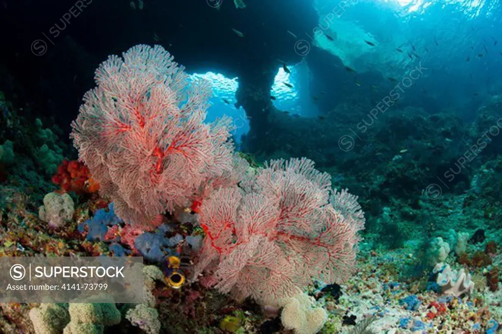A gorgonian, with the view of 'Boo Windows' in the backgroumnd, Southern Raja Ampat, West Papua, Indonesia