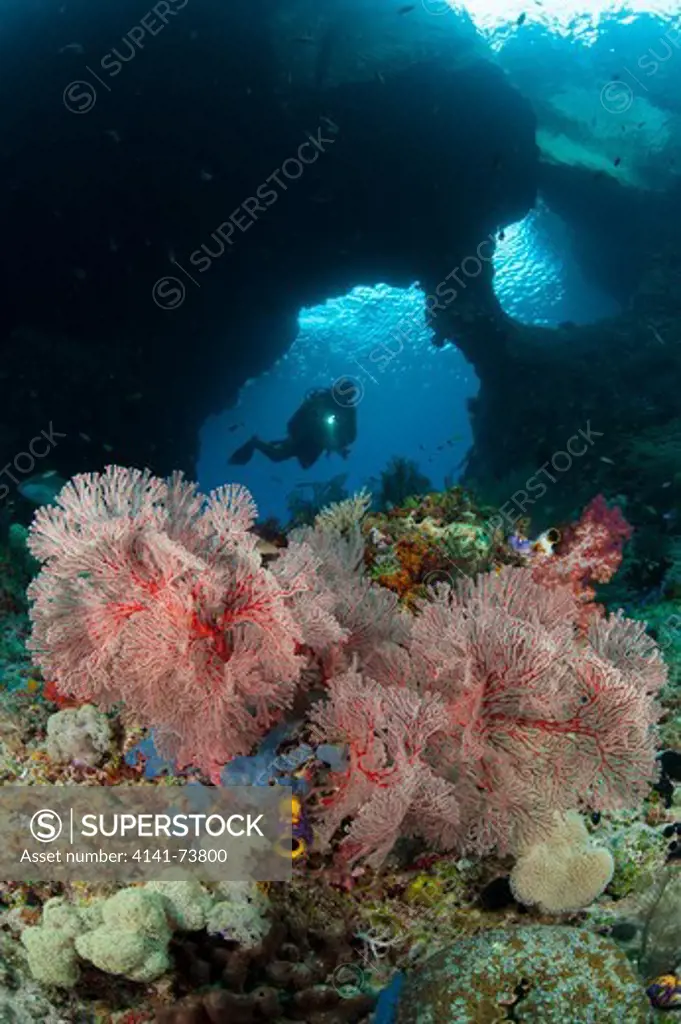 A diver approaches a gorgonian through 'Boo Windows' Southern Raja Ampat, West Papua, Indonesia