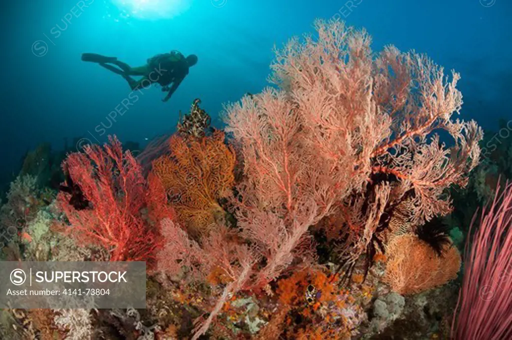 Gorgonian sea fans on a reef in Raja Ampat, West Papua, Indonesia. Diver in background