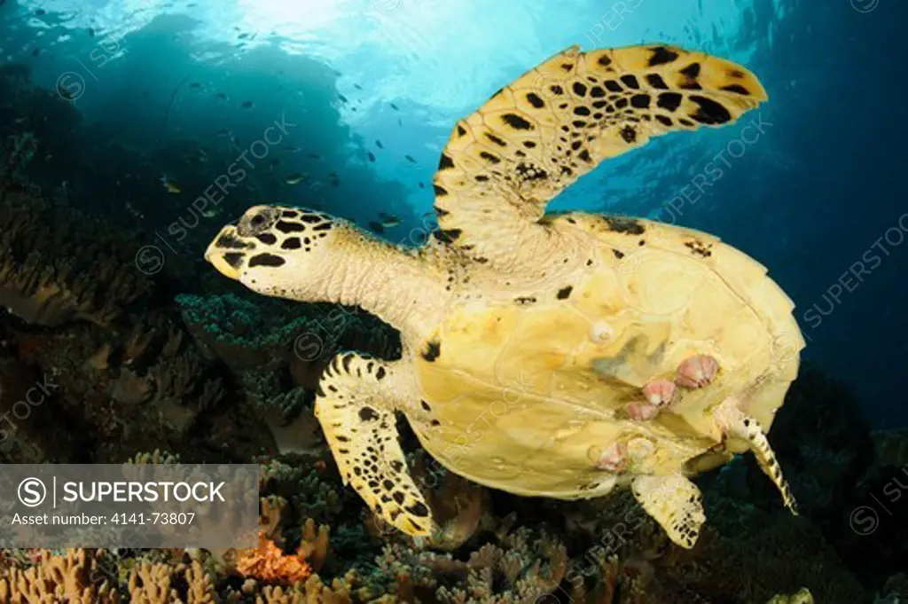 Close up view of the underside of a Hawksbill turtle, complete with barnacles, on a reef in Raja Ampat, West Papua, Indonesia
