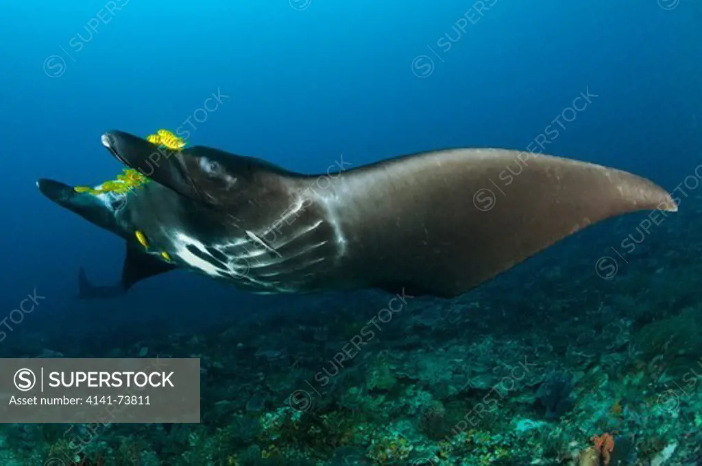 The reef manta ray, Manta alfredi, with yellow pilot fish in front of its mouth, Dampier Strait, Raja Ampat, West Papua, Indonesia