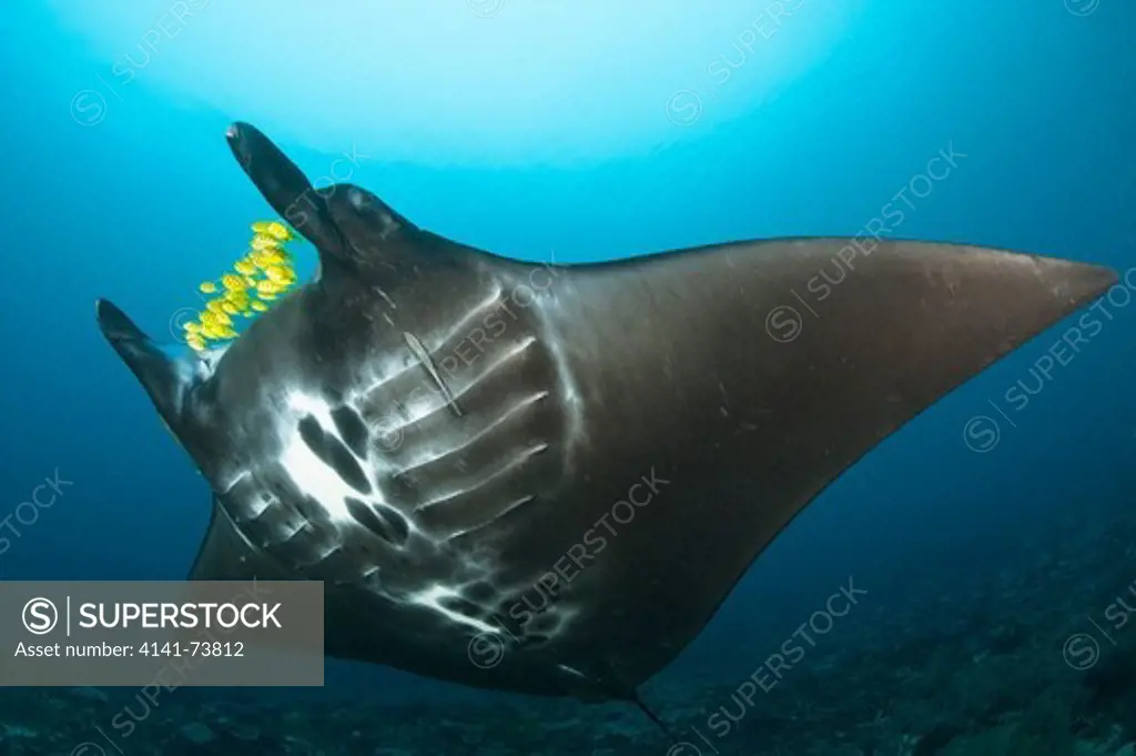 The reef manta ray, Manta alfredi, with yellow pilot fish in front of its mouth, Dampier Strait, Raja Ampat, West Papua, Indonesia