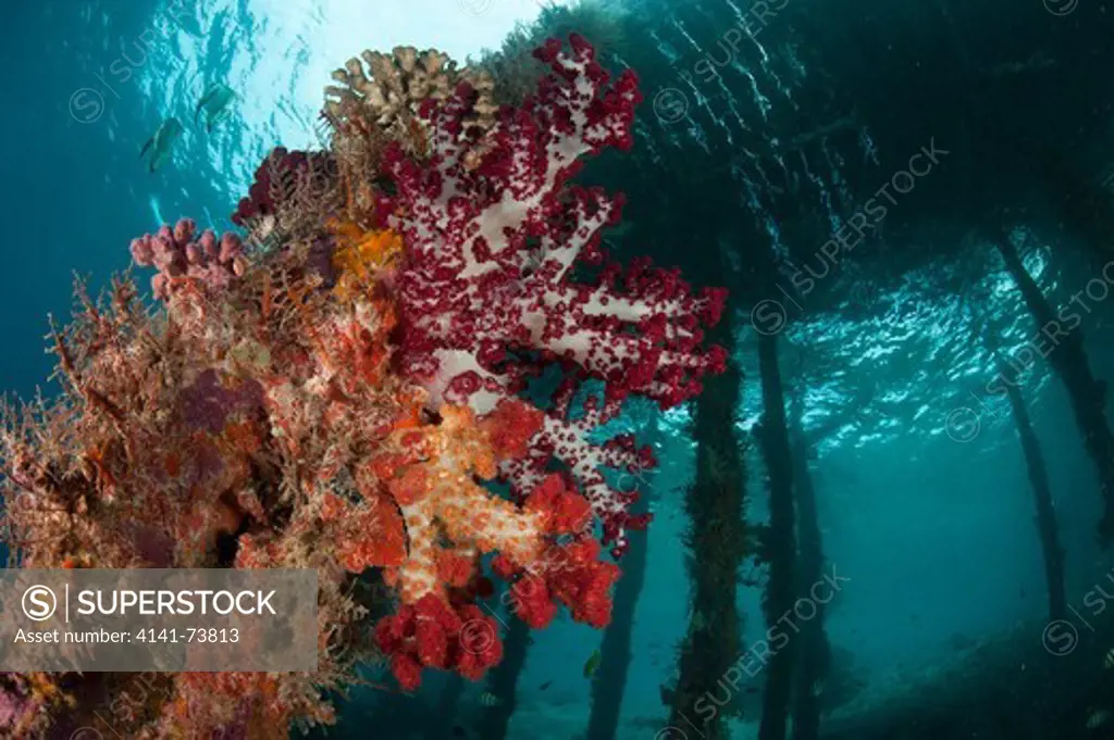 Soft corals (Dendronephthya sp.) adorn the legs of Arborek Jetty, Dmpier Strait, Raja Ampat, Indonesia