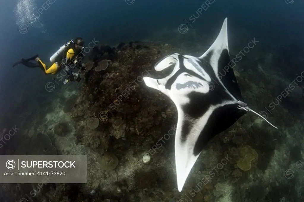 A diver has a very close encounter with a giant oceanic manta ray (Manta birostris), Dampier Strait, Raja Ampat, West Papua, Indonesia