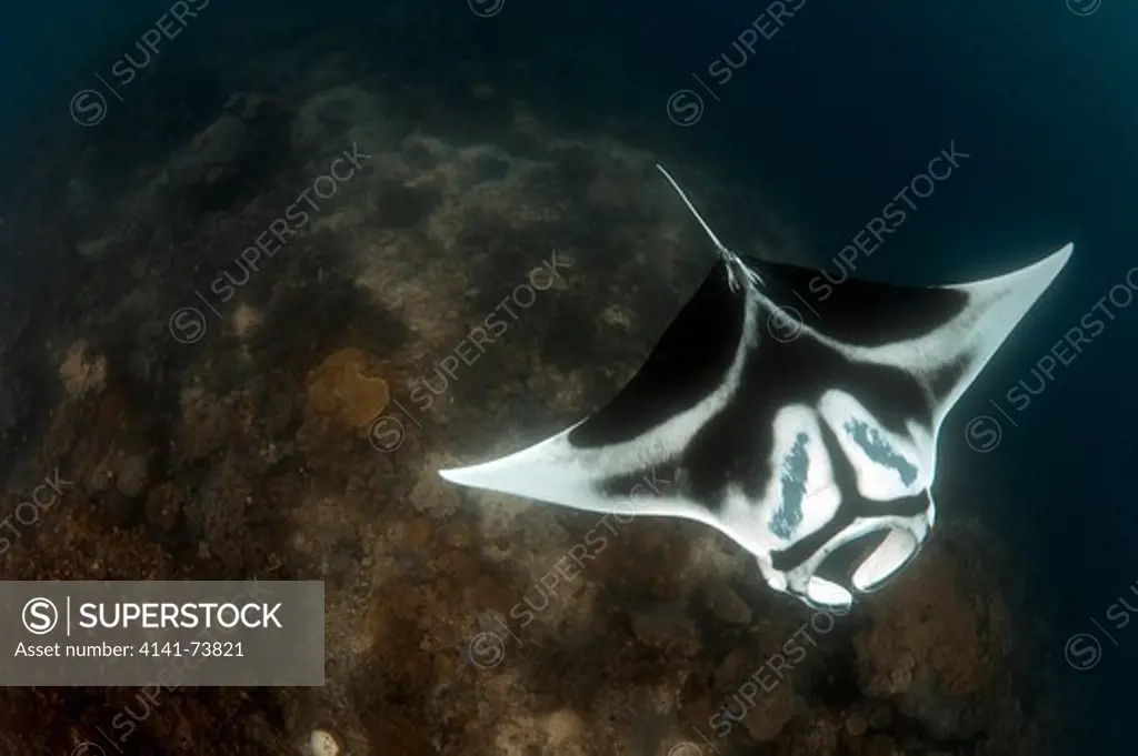 A giant oceanic manta ray (Manta birostris) with beautiful distinct markings, topside view,, Dampier Strait, Raja Ampat, West Papua, Indonesia