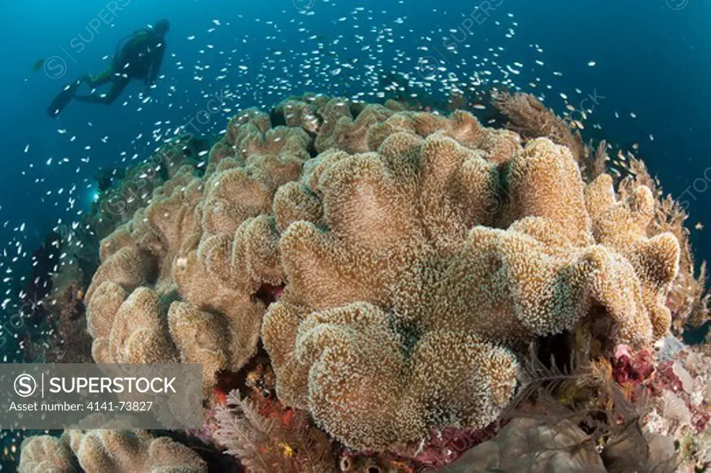 Diver approaching large group of mushrrom leather coral (Sarcophyton sp.), Raja Ampat, Indonesia