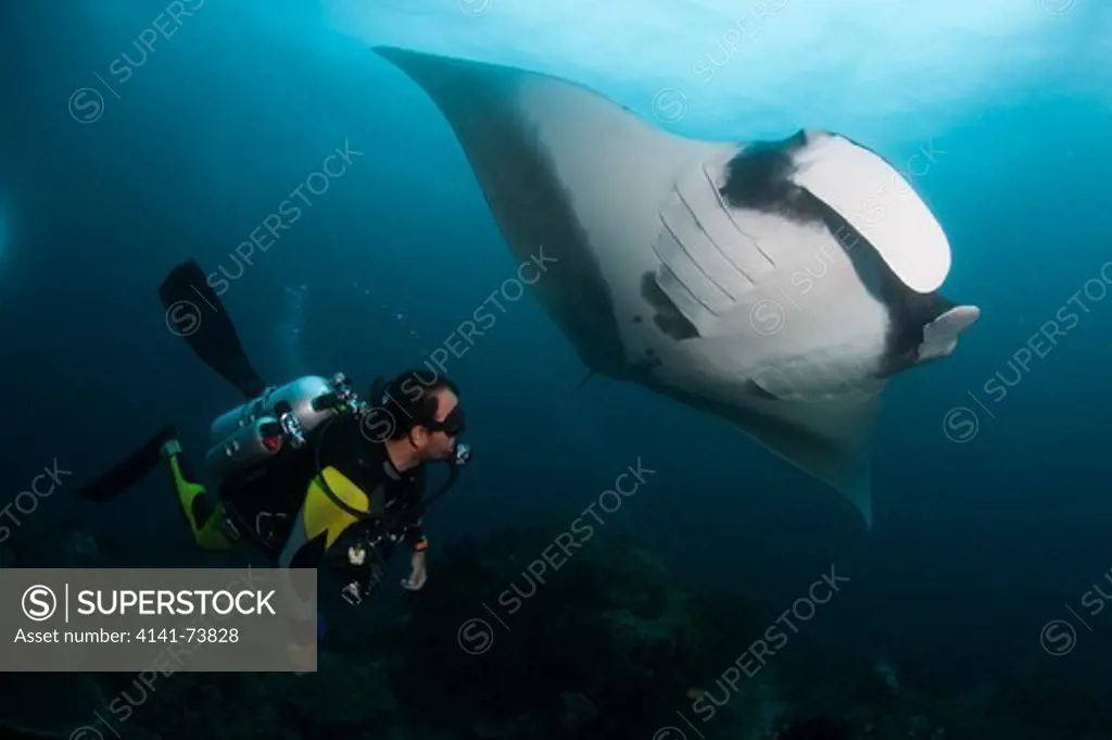A diver has a very close encounter with a giant oceanic manta ray (Manta birostris), Dampier Strait, Raja Ampat, West Papua, Indonesia