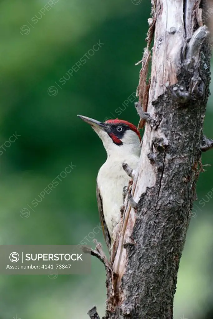 Green woodpecker, Picus viridis, single bird on branch, Bulgaria, May 2013