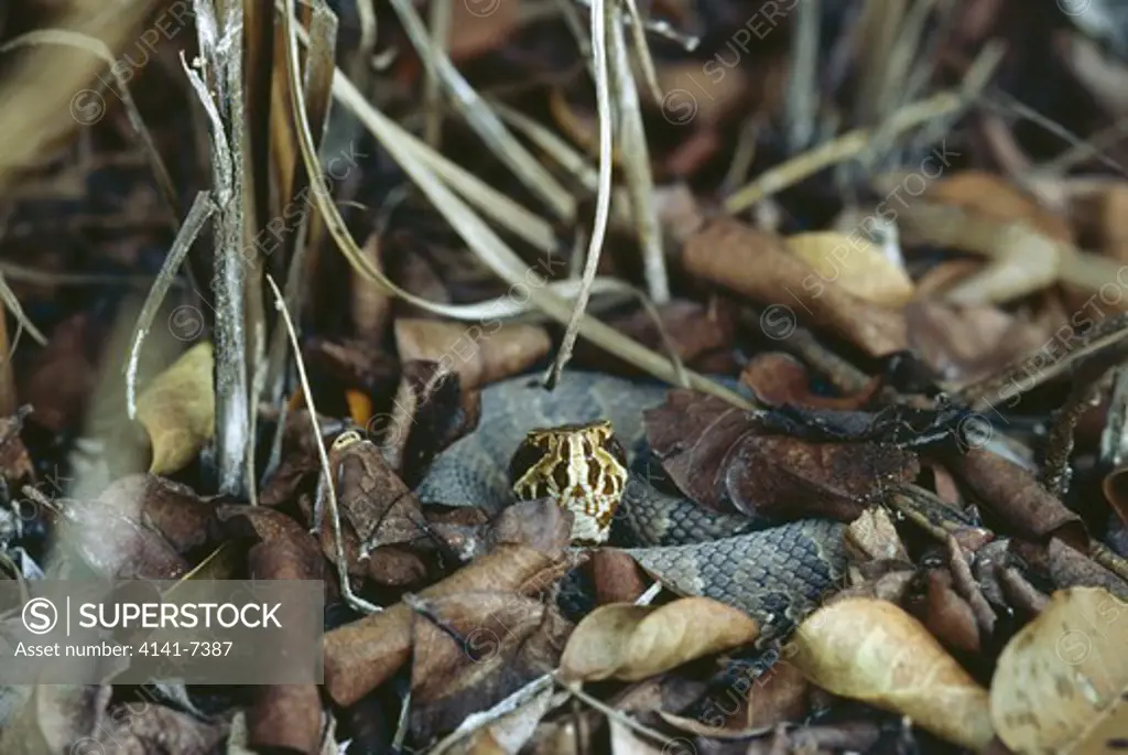 pygmy rattlesnake sistrurus miliarius everglades np florida usa 