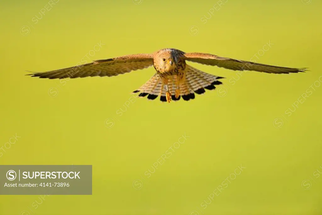 LESSER KESTREL  (Falco naumanni). Female in flight. Lleida, Catalonia. Spain