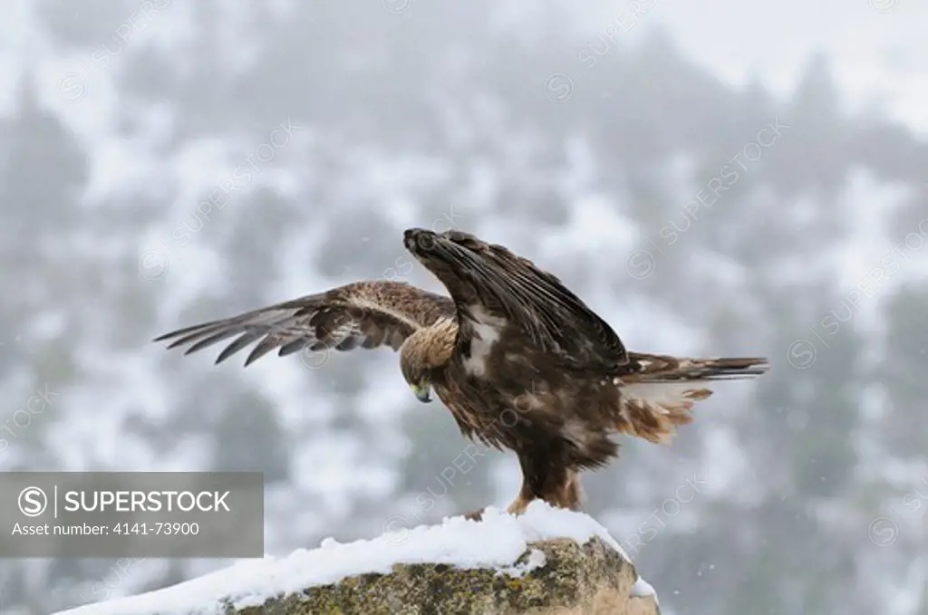 GOLDEN EAGLE (Aquila chrysaetos) with prey RABBIT. RABBIT. Wing spread. Snow. Teruel, Aragon. Spain.