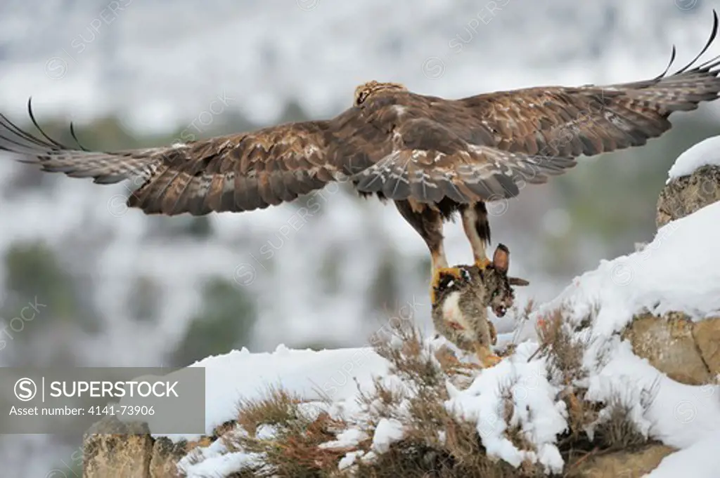 GOLDEN EAGLE (Aquila chrysaetos) taking off with prey RABBIT. Wing spread. Snow. Teruel, Aragon. Spain.