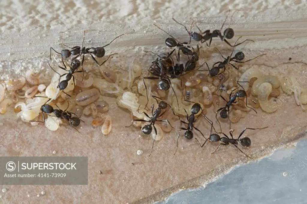 Ants moving larvae and pupae into the warmth of the sun Corfu