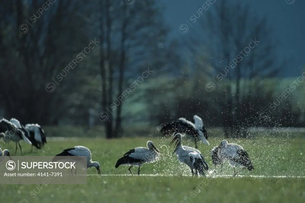 white storks ciconia ciconia bathing in shallow water canton of zurich switzerland