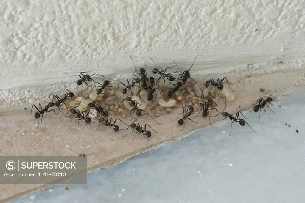 Black Ants moving larvae and pupae to warm in the sun Corfu