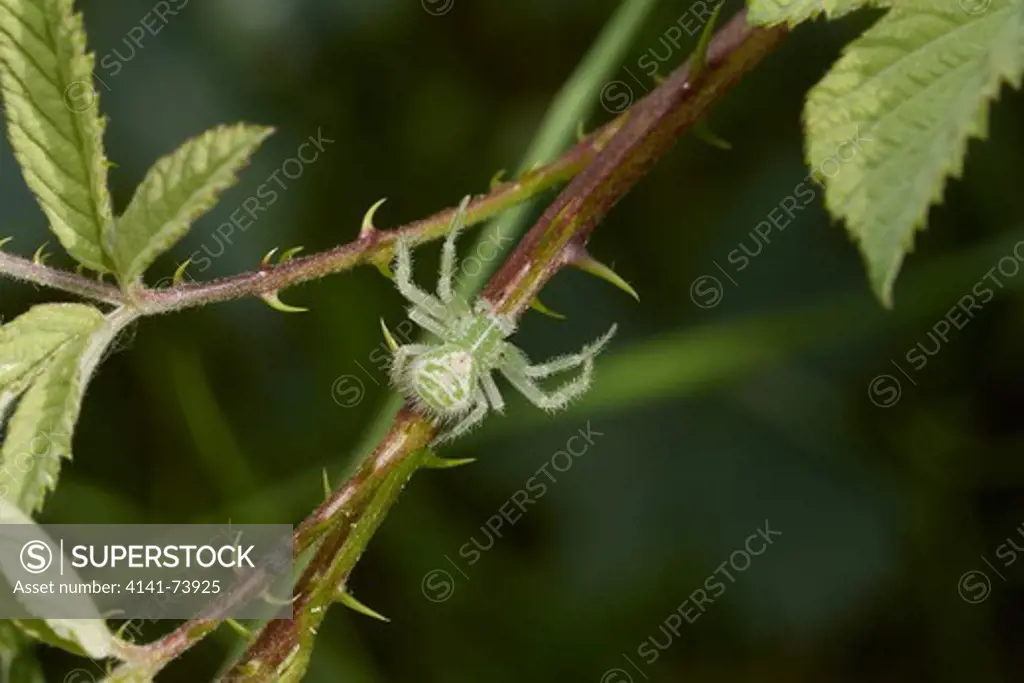 Green Hairy Crab spider (Heriaeus hirtus) (Thomisidae) Corfu