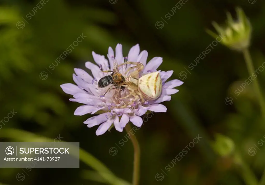 CRAB SPIDER with BEE (Thomisidae) Corfu